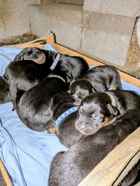 Berger de Beauce - chiots beauceron - Des Champs de la Croisette