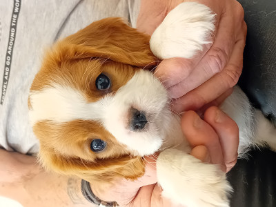 Cavalier King Charles Spaniel - 3 femelles , 2 mâles Blenheim Cav.king charles