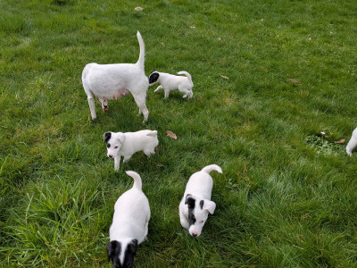Fox Terrier Poil lisse - Chiots Fox Terrier à poil lisse LOF à réserver - Des vents d'Armorique