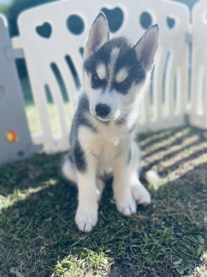 Siberian Husky - Chiots huskys LOF à réserver
