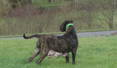 Cane Corso - Chiots Cane Corso LOF - du vignoble de la rose