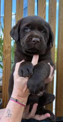 Labrador Retriever - Chiots Labradors Chocolat