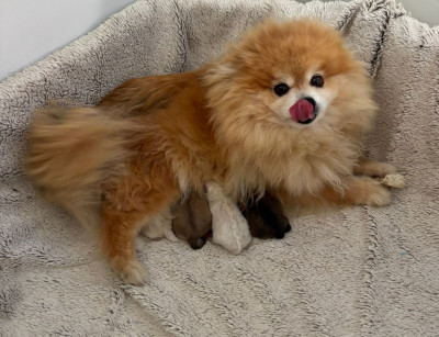 Spitz allemand - Spitz nain pomeranien , loulou de pomeranie - Des lous de la soulsoure
