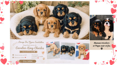 Cavalier King Charles Spaniel - Cavalier king Charles lof - Élevage Des Vignes Ensoleillées