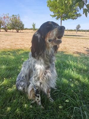 Setter Anglais - A réserver Setter Anglais