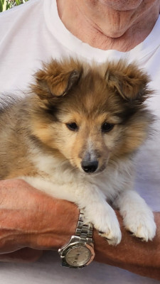 Shetland Sheepdog - chiots 1 femelle et 1 mâle - WINNETOU'S SHADOW