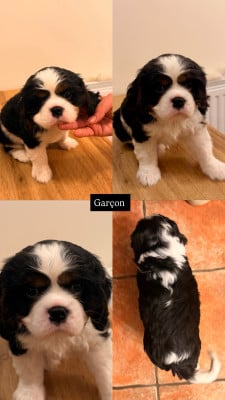 Cavalier King Charles Spaniel - ?Chiots Cavalier King Charles à vendre? - 915126