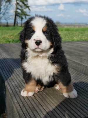 Bouvier Bernois - Chiots LOF nés le 12janvier 2026 - LES HAUTEURS DE BEAUMONT