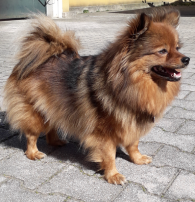 Spitz allemand - CHIOTS SPITZ ALLEMAND