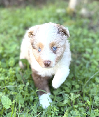 Aslan un petit mâle très calme