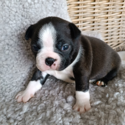 Boston Terrier - Boston Terrier