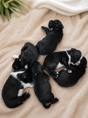 Staffordshire Bull Terrier - ?Chiots Staffie LOF ? 6 chiots issus de lignée primée? - 131934