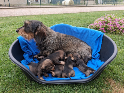 Teckel poil dur - CHIOTS TECKEL A POIL DUR STANDARD LOF COULEUR SANGLIER