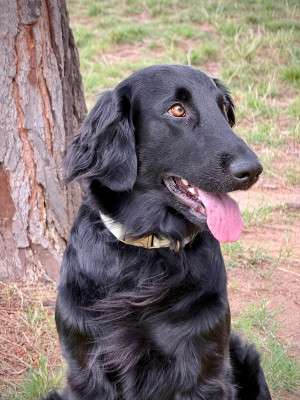Flat Coated Retriever - Chiots à flat coated retriever LOF à réserver