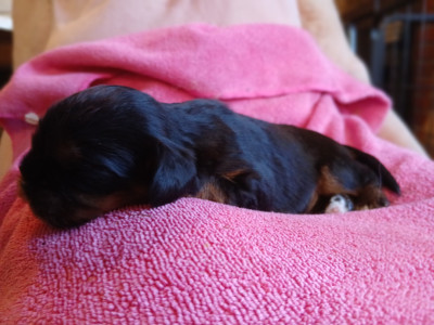 Cavalier King Charles Spaniel - Bébé mâle noir et feu non LOF - du Château des Cours