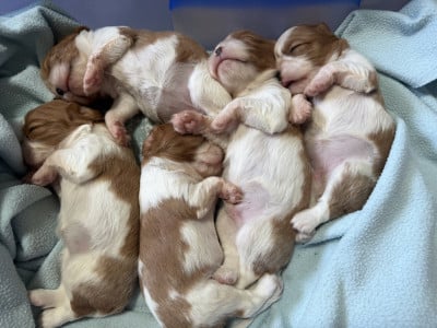 Cavalier King Charles Spaniel - Adorables chiots cavalier King Charles spaniel