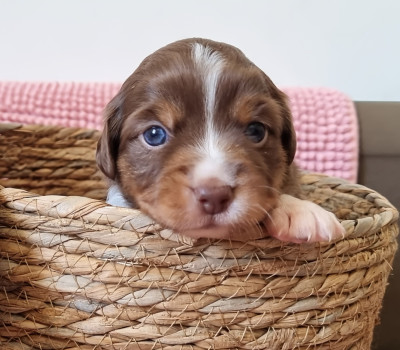 Berger Américain Miniature  - Chiots Bergers Américains Miniature LOF petit gabarit