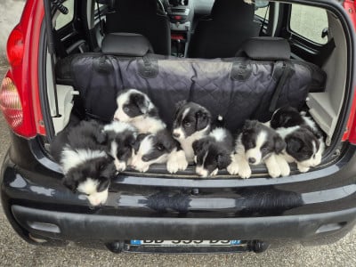 Border Collie - Chiots border-collie