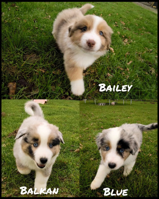 Berger Américain Miniature  - Chiots mâles Berger américain miniature