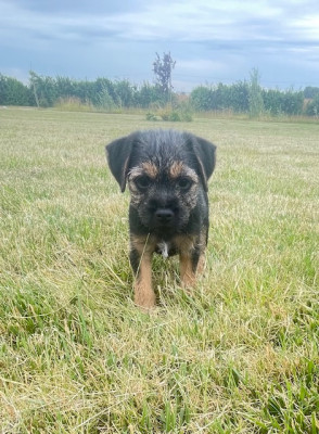 Border Terrier - CHIOT BORDER TERRIER - DU NOORDDUIVEN