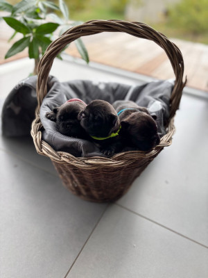 Bouledogue français - Chiots Bouledogue Français LOF