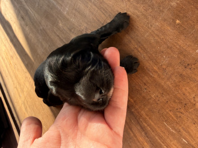 Cocker Spaniel Anglais - cockers spaniel anglais - Le domaine des merveilles des bebouilles