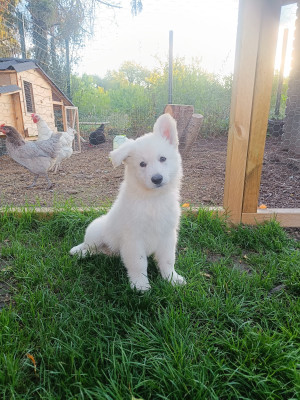 Berger Blanc Suisse - Berger blanc suisse