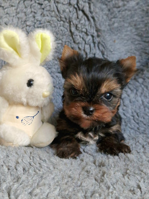 Yorkshire Terrier - Magnifiques bébés yorkshire