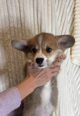 Welsh Corgi Pembroke - Chiots Welsh corgi pembroke - Du royaume d’edda