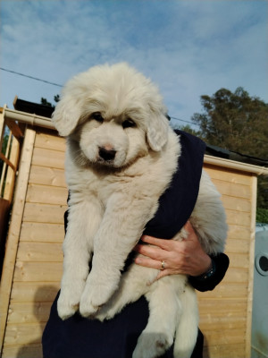 Chien de Montagne des Pyrenees - Chiots type montagne des pyrénées (patou)