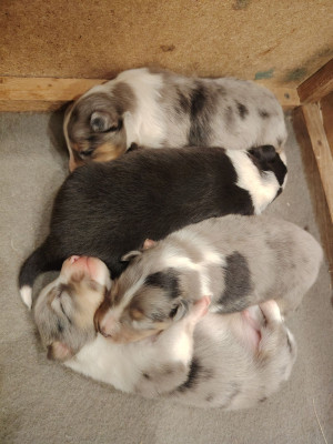 Shetland Sheepdog - Chiots berger des shetland