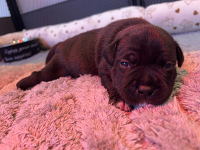 Staffordshire Bull Terrier - Chiot femelle Staffordshire bull terrier - Élevage des trésors de pablo