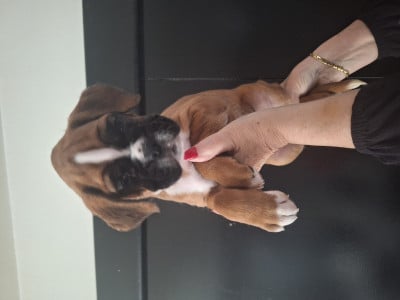 Boxer - A reservé chiot, boxer femelle - larget auguste