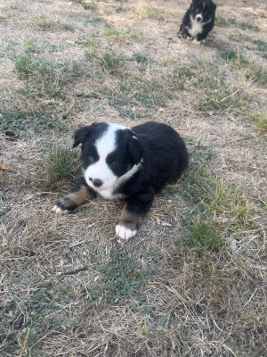 Berger Américain Miniature  - Chiot BAM - De la vallée indienne