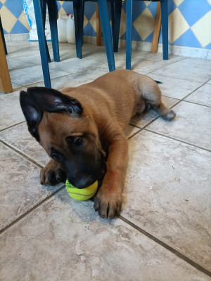 Berger Belge - Chiot berger belge malinoise
