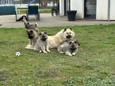 Eurasier - Chiots Eurasier LOF