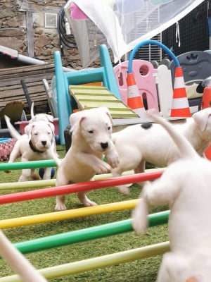 Dogo Argentino - Chiots Dogue Argentin - DOGOS DEL SOL DE MAY