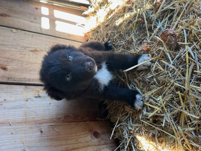 Border Collie - Chiots border collie x samoyède - rare