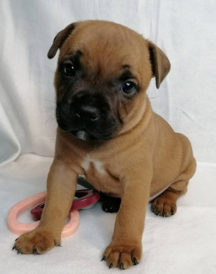 Staffordshire Bull Terrier - CHIOTS STAFFORDSHIRE BULL TERRIER