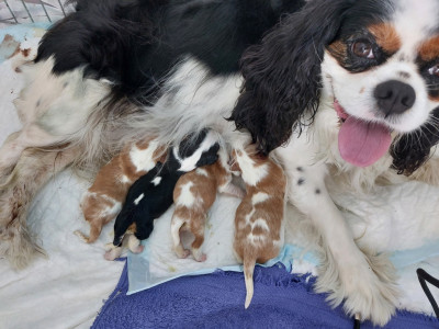 Cavalier King Charles Spaniel - CAVALIER KING CHARLES CHIOTS