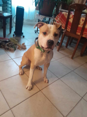 American Staffordshire Terrier - A placé - Of raya my tawny pearl