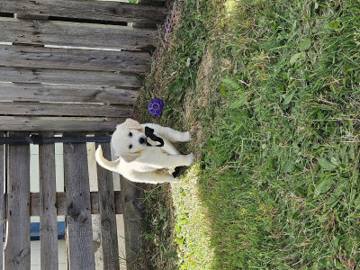 Golden Retriever - Chiots mâles Golden retriever LOF