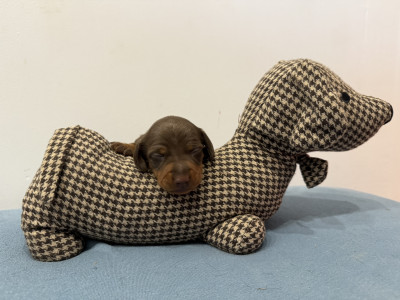 Chiot 3