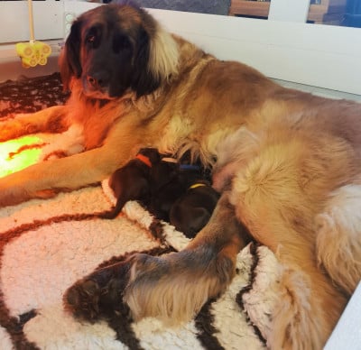 Leonberger - Vente chiots léonberg - De la Jolie Campagne