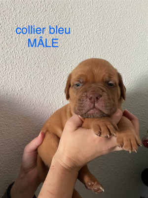 Dogue de Bordeaux - Chiots Dogue de Bordeaux LOF