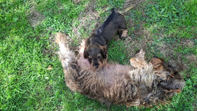 Teckel poil dur - chiots à reserver