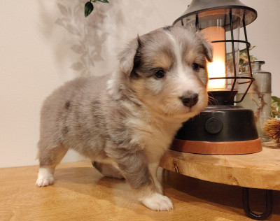 Shetland Sheepdog - Chiots berger des shetland
