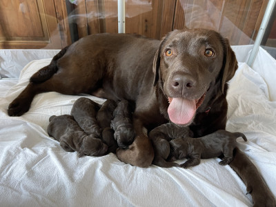 Labrador Retriever - Vente chiots Labrador Retriever Chocolats