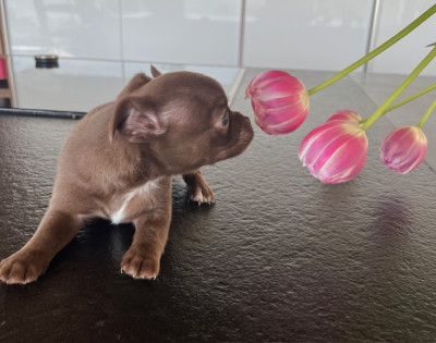 Chihuahua - Chiots femelles Chihuahua - zia