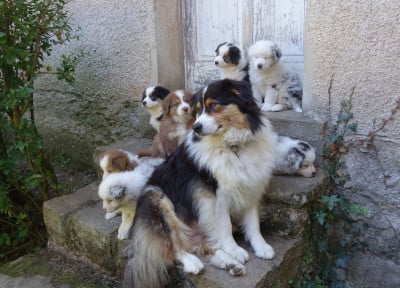 Berger Australien - Chiots Brger Australien - Au Cloître de Solignac